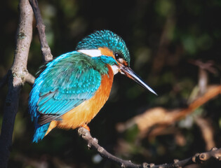 Eisvogel auf einem Ast