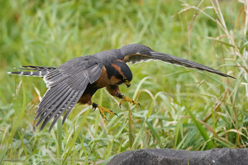 Aplomado falcon flying over grassy field