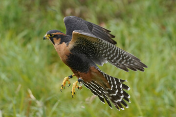 Aplomado falcon flying over grassy field