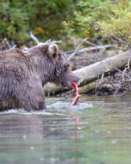 Alaskan brown bear fishing for salmon at remote glacial lake in Lake Clark National park