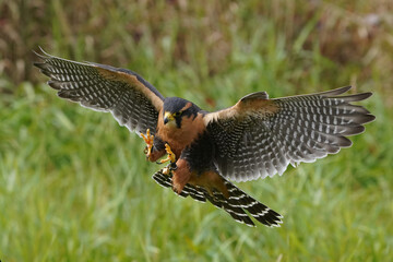Aplomado falcon flying over grassy field