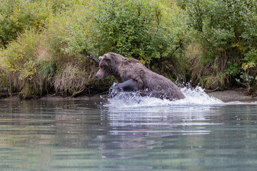 Naklejka na ściany i meble Alaskan brown bear fishing for salmon at remote glacial lake in Lake Clark National park