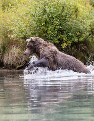 Alaskan brown bear fishing for salmon at remote glacial lake in Lake Clark National park