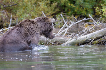 Alaskan brown bear fishing for salmon at remote glacial lake in Lake Clark National park