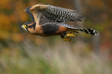 Aplomado falcon flying over field