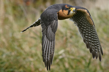 Aplomado female falcon flying over grassy field