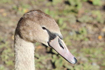 A closeup portrait image of a Goose near the edge of a lake at a nature reserve