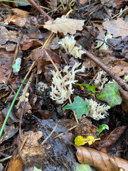 Crested coral fungus growing in the forest