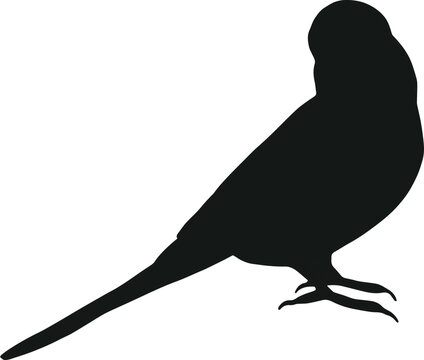 recommend clip art: Budgie silhouette isolated on white background. Black hand drawn vector art of a pet bird. Simple vector illustration of an animal