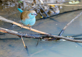 Blue Waxbill, Pilanesberg National Park, South Africa