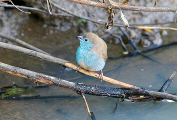 Blue Waxbill, Pilanesberg National Park, South Africa