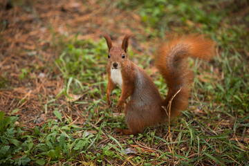 Naklejka na ściany i meble Red squirrel posing and looking at the camera in the park on an autumn day