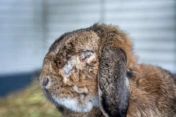 Rabbit with an infected eye. Cause is Encephalitozoon cuniculi, a microsporidial parasite. An infection that can affect the kidneys, eyes, and nervous systems of bunnies.
