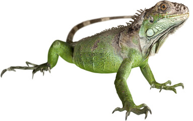 Big green Iguana Reptile isolated on white