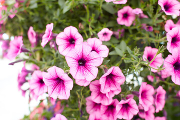 Petunia Night Sky, purple, pink, white, red, violet spotted flowers in a display of mixed petunias Petunia with hybrids