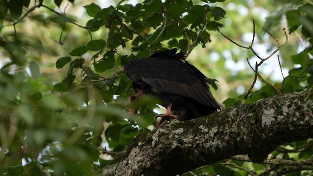 red-headed vulture (Sarcogyps calvus)