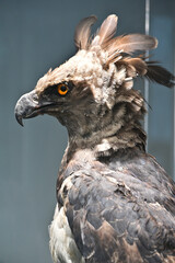 American harpy eagle taxidermy objects