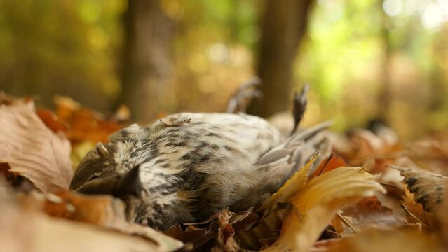 A dead bird lies on a dry autumn ground . The colourful leaves falls down on it.  The corpse of a bird. Close - up