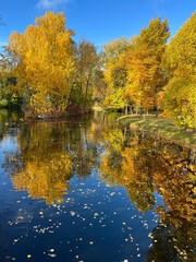 Autumn pond in the park, tree reflection on the pond surface, yellow and orange leaves on the tree