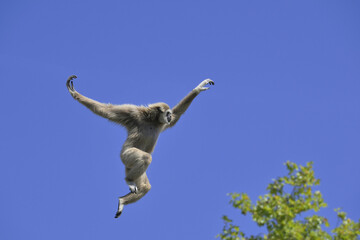 Jumping lar gibbon or white-handed gibbon (Hylobates lar), South-East Asia