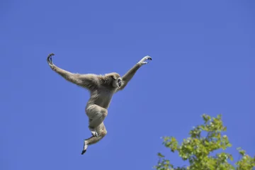 Fotobehang Aap Jumping lar gibbon or white-handed gibbon (Hylobates lar), South-East Asia  © Gabrielle