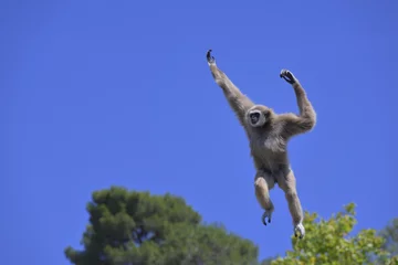 Velours gordijnen Jumping lar gibbon or white-handed gibbon (Hylobates lar), South-East Asia © Gabrielle
