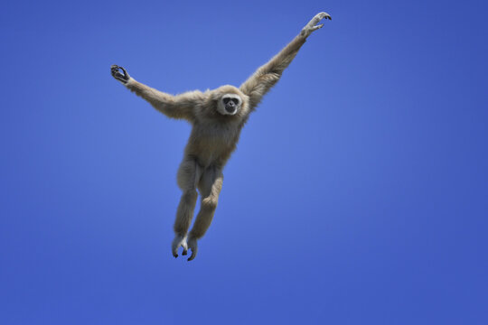 Jumping lar gibbon or white-handed gibbon (Hylobates lar), South-East Asia