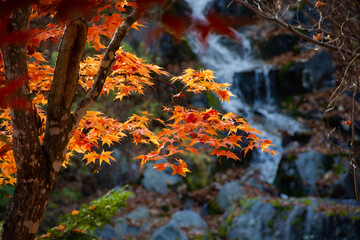 色づいたモミジと滝
