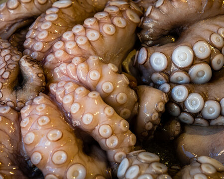 Detail of octopus for sale on a market in Venice