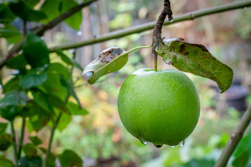 a green Granny Smith delicious juicy apple with raindrops growing on a tree. Close-up.

