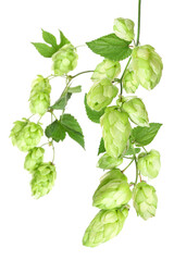 Branch with ripe hop cones, isolated	