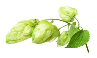 Branch with ripe hop cones, isolated	