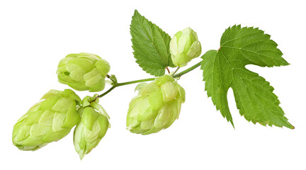 Branch with ripe hop cones, isolated	 - obrazy, fototapety, plakaty
