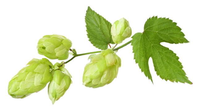 Branch with ripe hop cones, isolated	