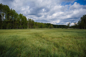 large swamp with grass in field in forest on a cloudy summer day in Russia