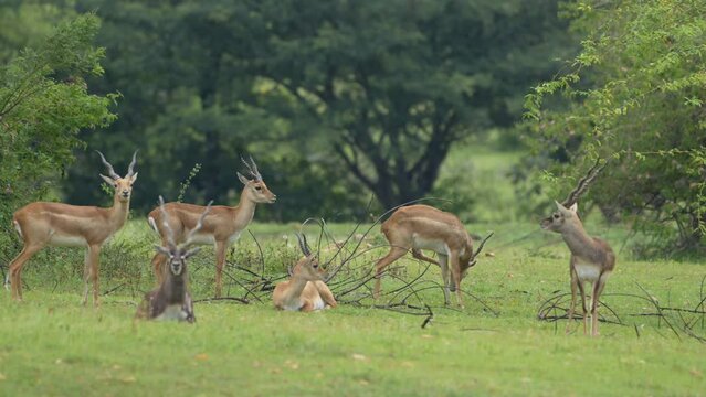blackbuck (Antilope cervicapra), also known as the Indian antelope from Jayamangali Blackbuck Conservation Reserve