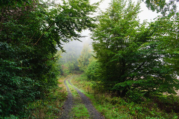 Obraz premium Walked in the misty forest