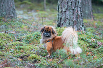 Adult Pickens dog. Walk in the forest with a dog.