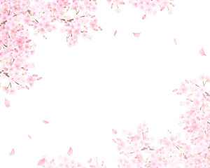 美しく華やかな満開のピンク色の桜のアーチと花びら舞い上がる春の白バックフレームベクター素材イラスト © MerciArtworks