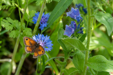 gatekeeper butterfly also known as the hedge brown on a bright blue cornflower