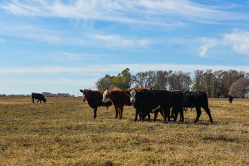 Cows grazing in the field, in the Pampas plain, Argentina