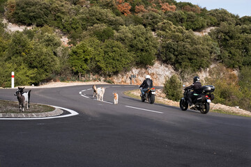 Ch&egrave;vres sauvage route danger