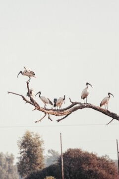 Vertical shot of Black-headed ibises standing on a branch with trees and the sky in the background.