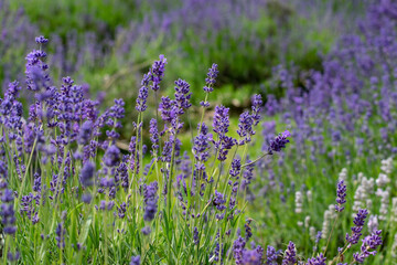 Mayfield Lavender Farm