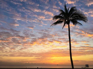 Fototapeten マイアミのビーチの日の出と朝焼けとヤシの木のシルエット © Shin Iida
