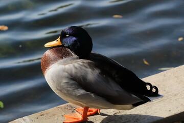 A beautiful portrait image of a Mallard Duck near the edge of a lake. Great detail and the texture can be seen on the animal's head in this image.