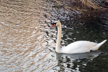 cygne blanc nageant