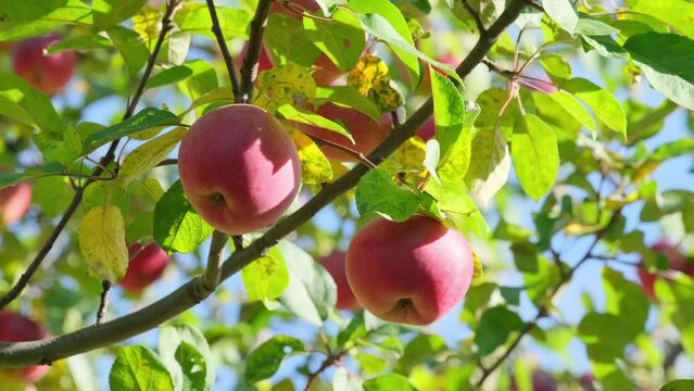ripe red apples on an apple tree branch