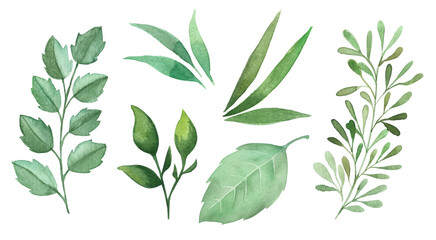 Watercolor hand painted greenery leaves set isolated elements on the tranparent background. Floral illustration.