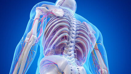 3d rendered medical illustration of the anatomy of the lower back